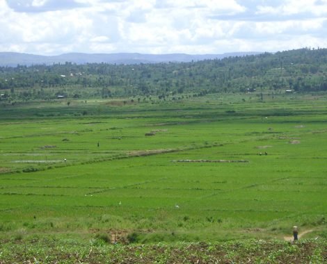 Irrigated area